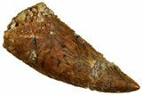 Bargain, Raptor Tooth - Real Dinosaur Tooth #261086-1
